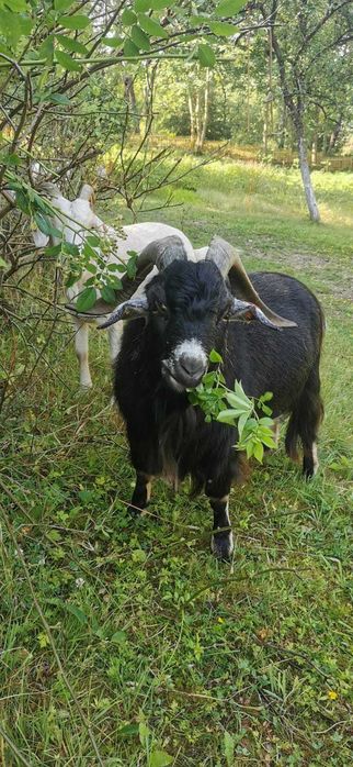 Capre de Casmir si Cashgora