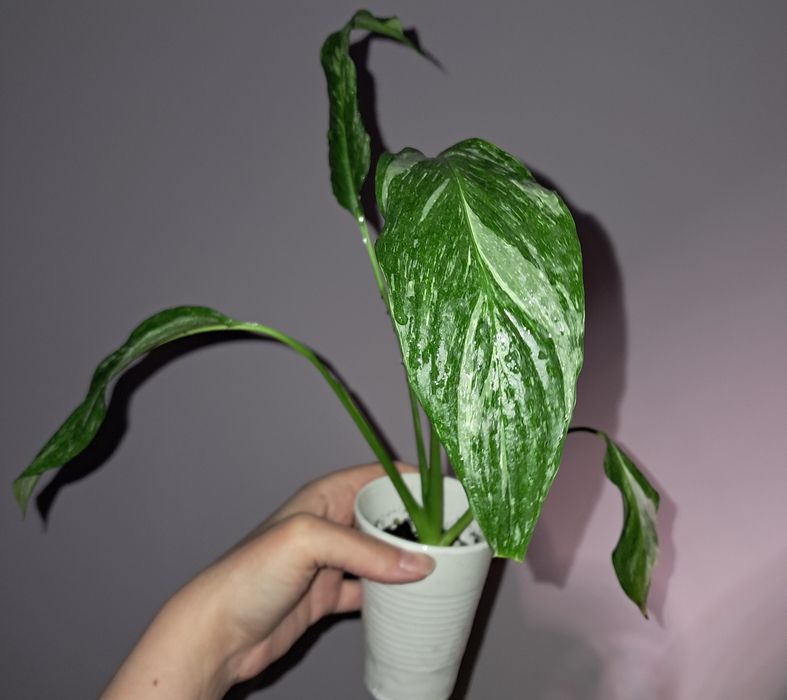 Спатифиллум Даймонд!