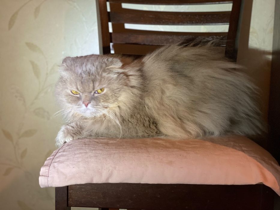 Отдам кота в хорошие руки