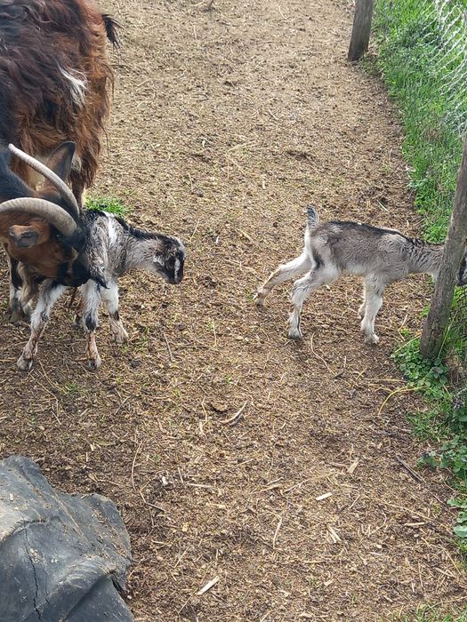 Vand capre cu iezi sau fără iezi