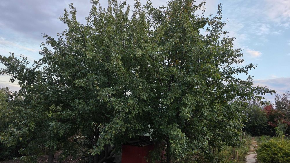 Дача в городе ухоженная
