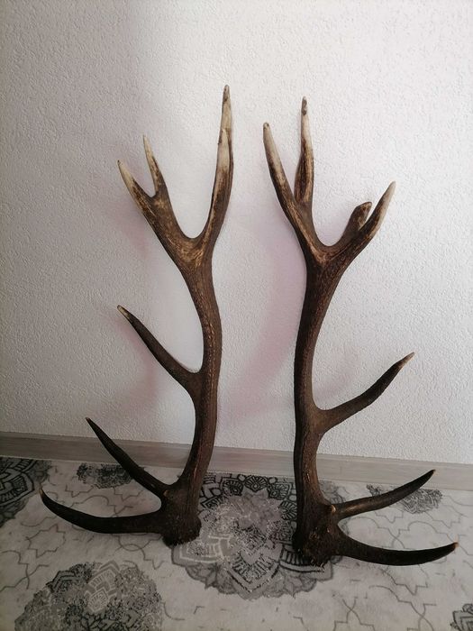 Рога от елен благороден елен