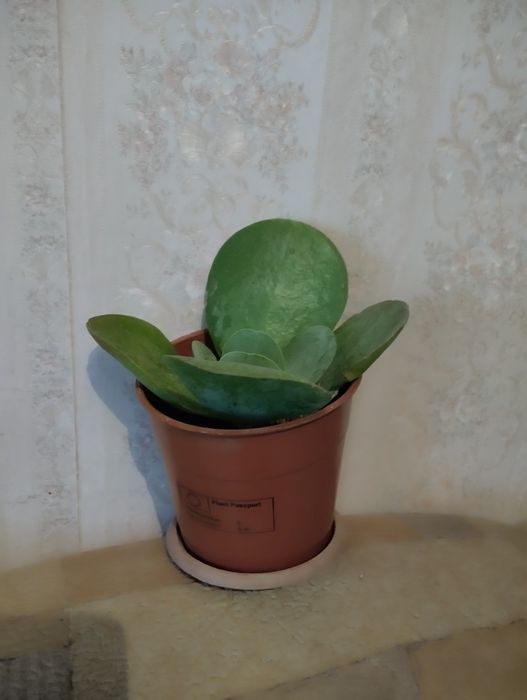 Толстяка , необычная.