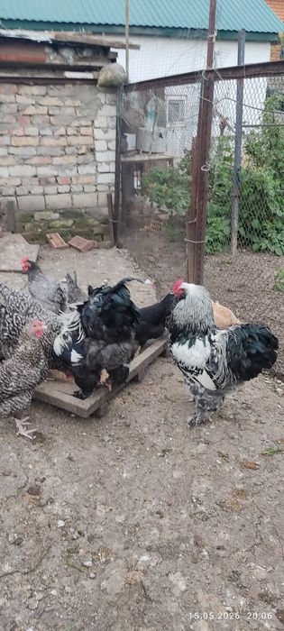 Продам милых цыпок.