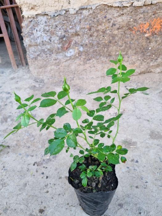 Розы  розы  розы