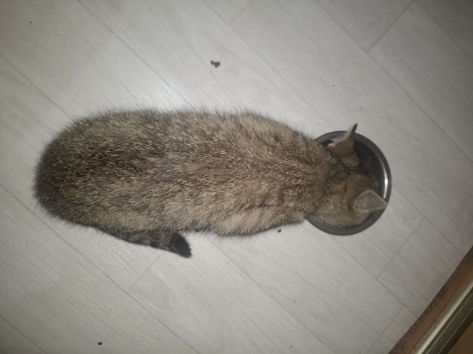 Отдам котенка в добрые руки