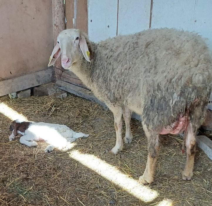 Oi assaf de vânzare