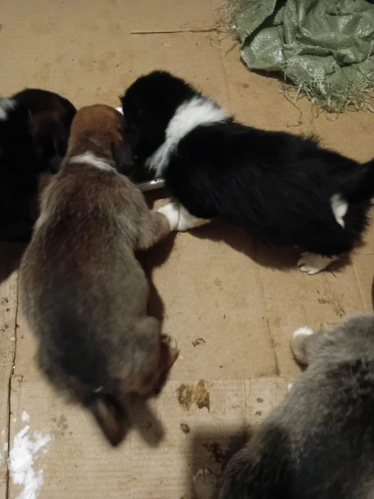 Щенки в хорошие руки