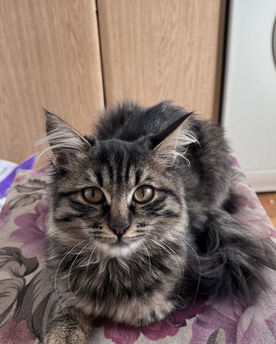Отдам котенка в хорошие руки, кошка, котенок