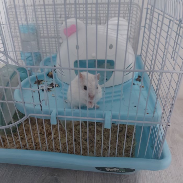 Джунгарский хомяк