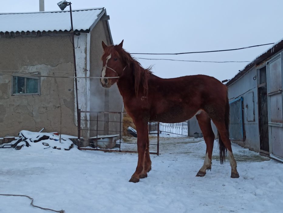 Жеребчики 3 года