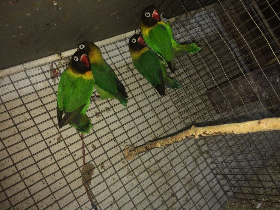 Продаётся неразлучники масковые фишир золотистий