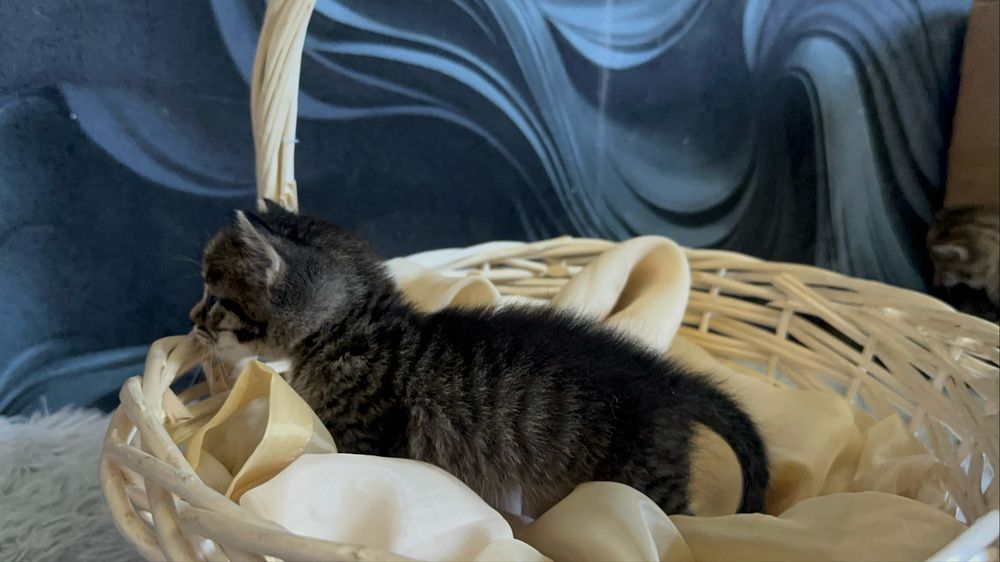 Отдам домашних котят