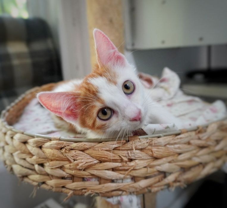 Pisicul Brain o să-ți însenineze viața dacă îl adopți