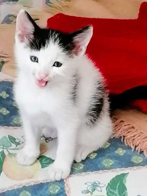 Малък, игрив котарак търси дом