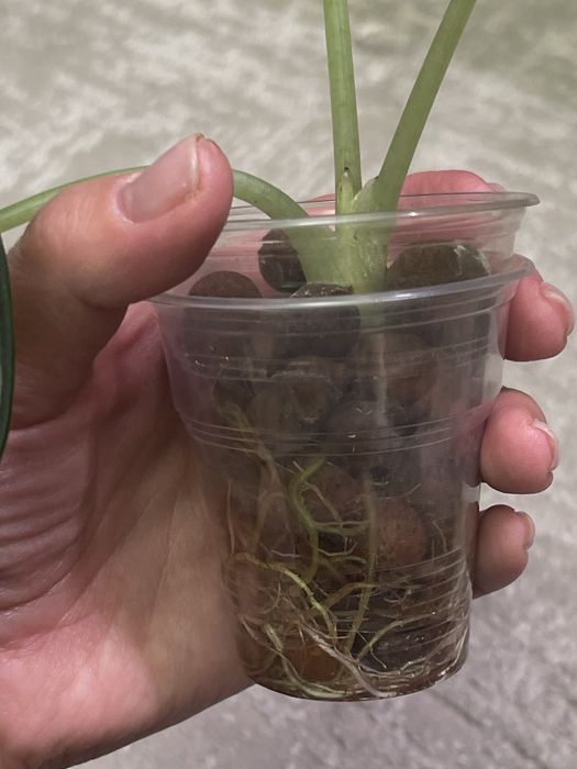 Продам Алоказию Ниндзя