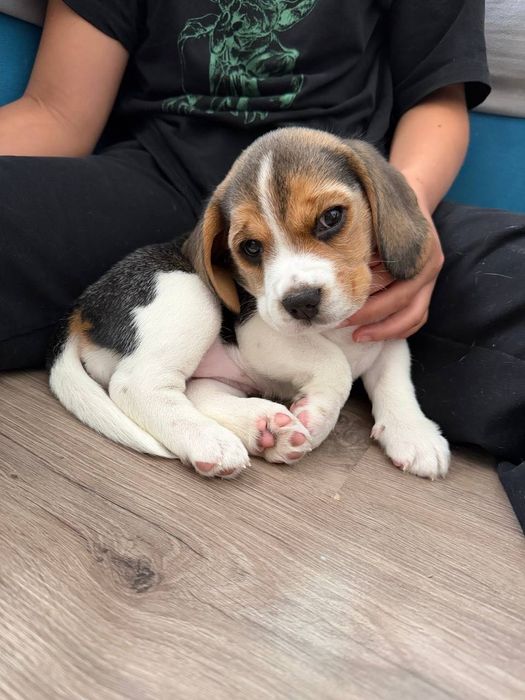 Биглбь , девочка 1 месяц , с родословной