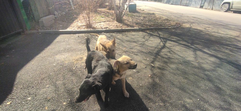 Собаки в хорошие руки