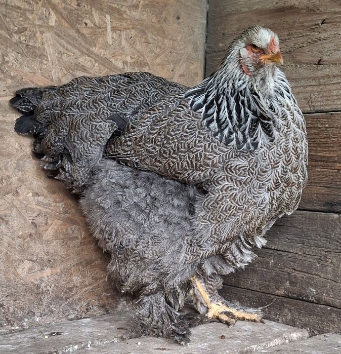 Vând găină brahma Hî