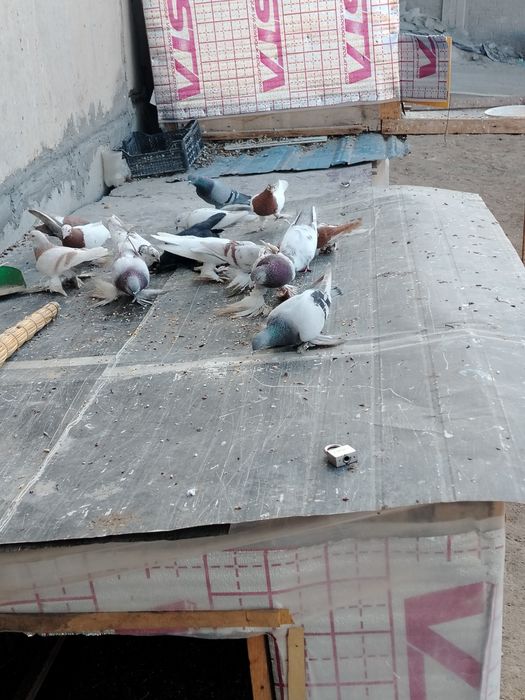 Kaptarla sotiladi optom