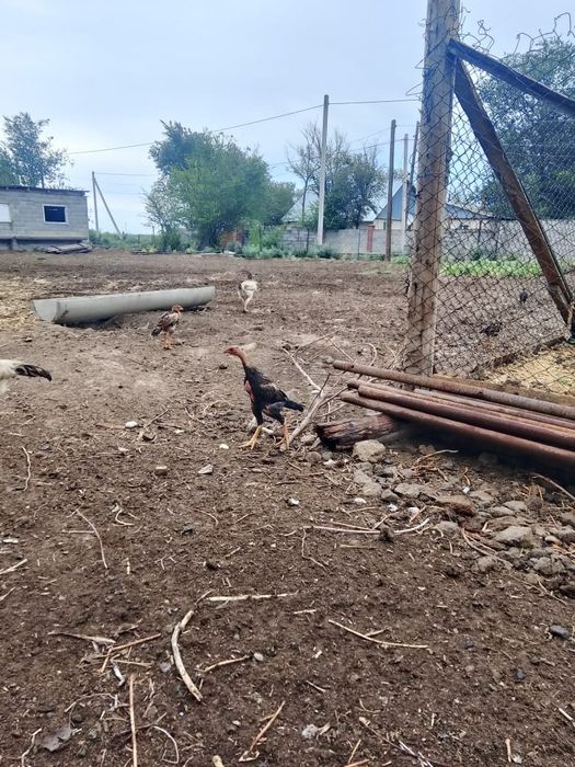 Дакан балапандары