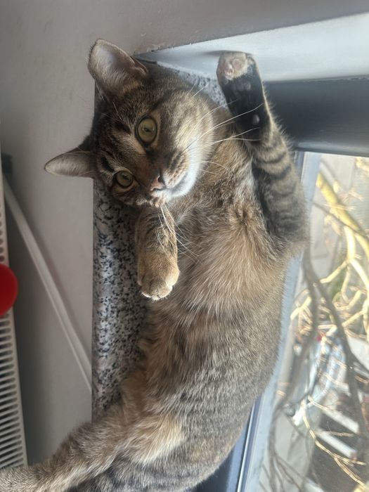 Luna isi cauta casuta