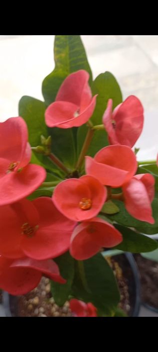 Молочай миля сортовые