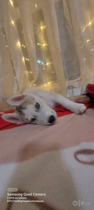 Xatiko kuchuk lar sibir xatikosi