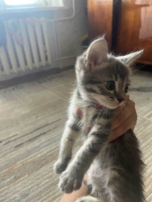 отдам котят в хорошие руки