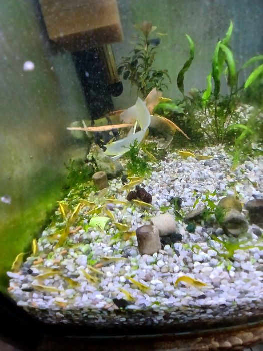 Creveti acvariu galbeni yellow și yellow neon