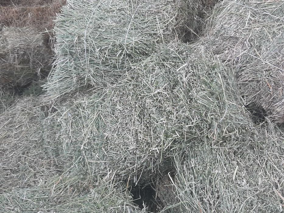 Клевер, жоныршка