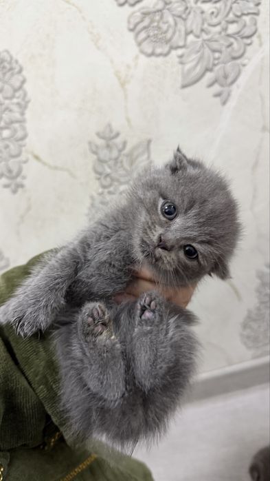 Котята / скоттиш страйт и скоттиш фолд