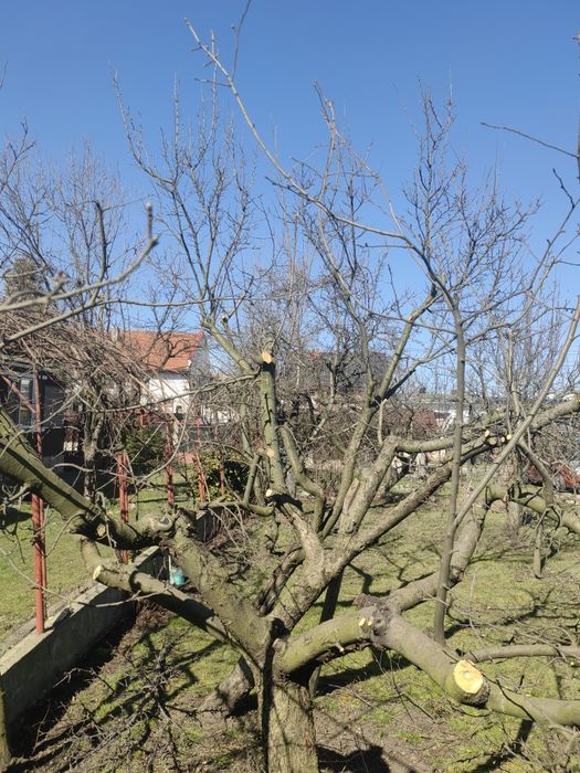 Tund tai toaletez arbori / pomi fructiferi / ornamentali