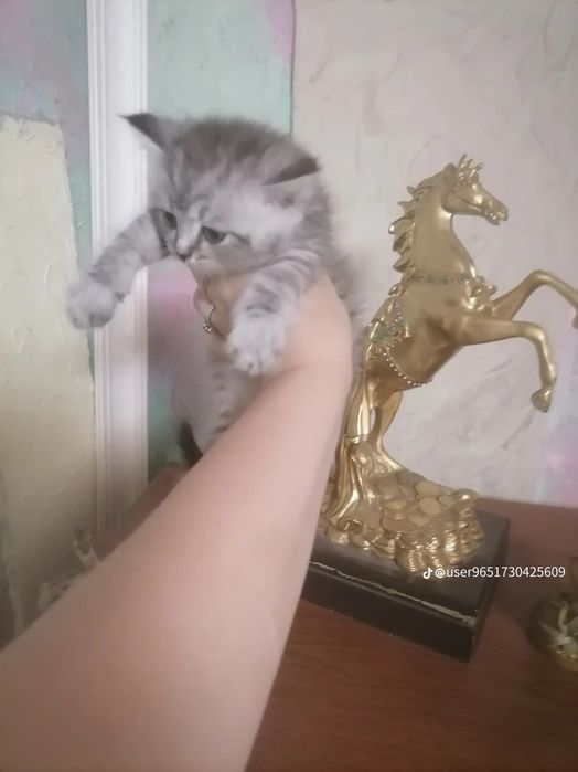 Продам шотландского котенка!