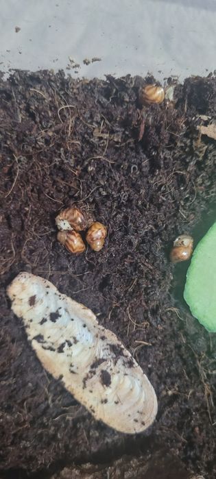 Улитки, улитята, Ахатины