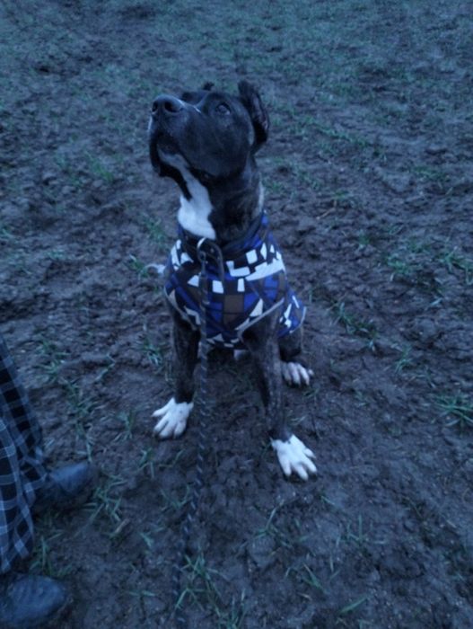 Щенок Кане Корсо!