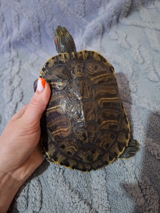 Продаю красноухих черепах.