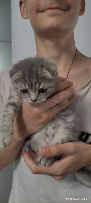 Pui pisicuță british shorthair,