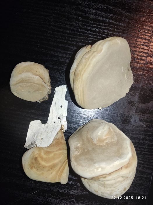 Чага березовая 2025