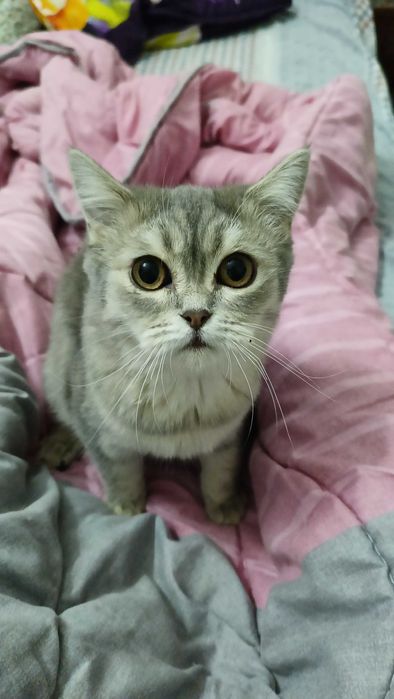 Кошечки Флойд и страйд