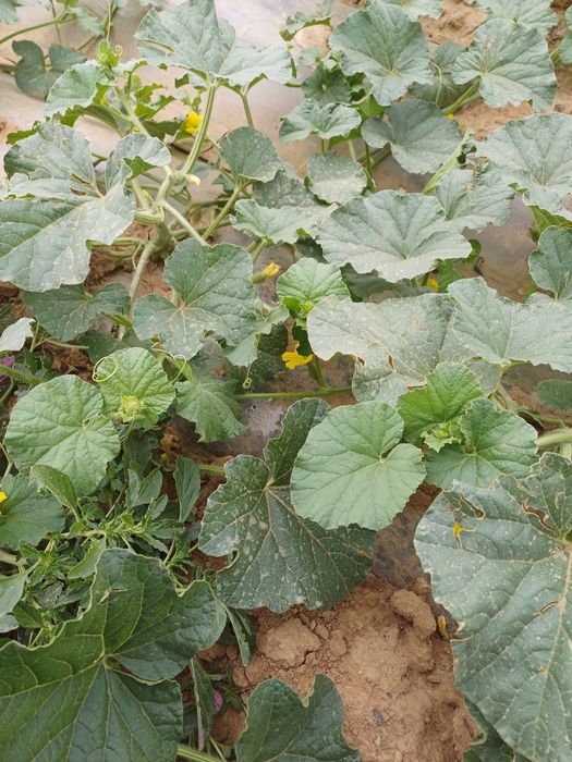 Продам крестьянское хозяйство огород