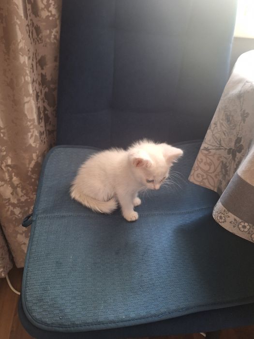 Белый котёнок с зелёными глазами