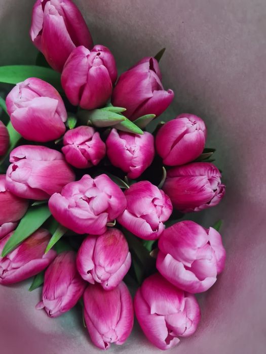 Тюльпан к 8 марта ОПТОМ