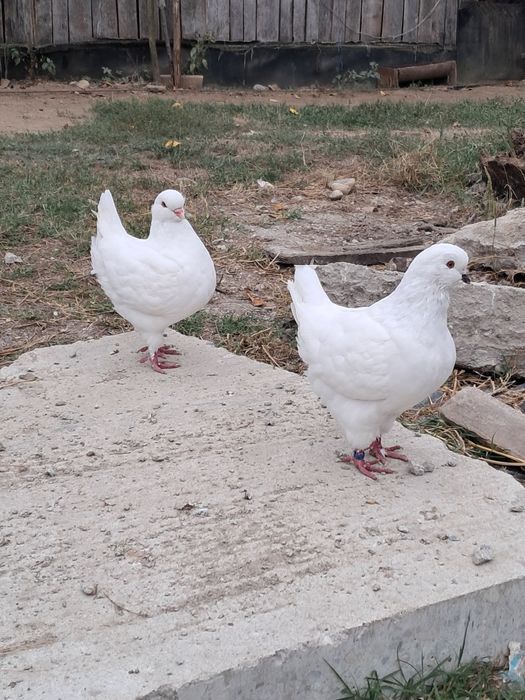 Porumbei rasă king ..