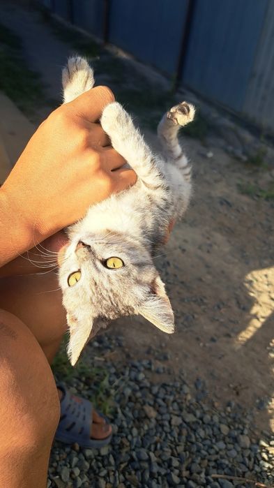 Мысық бар өте сүикімді бала мысық 1 айлық мысық кішкентай1 айлық  өте