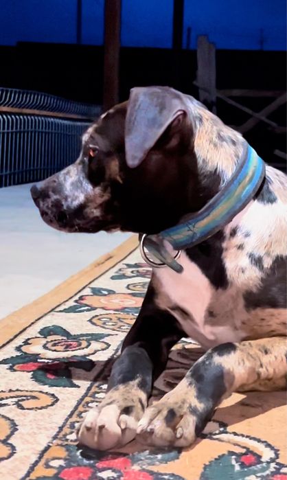 Щенок Питьбултерьер сука 5,5 мес