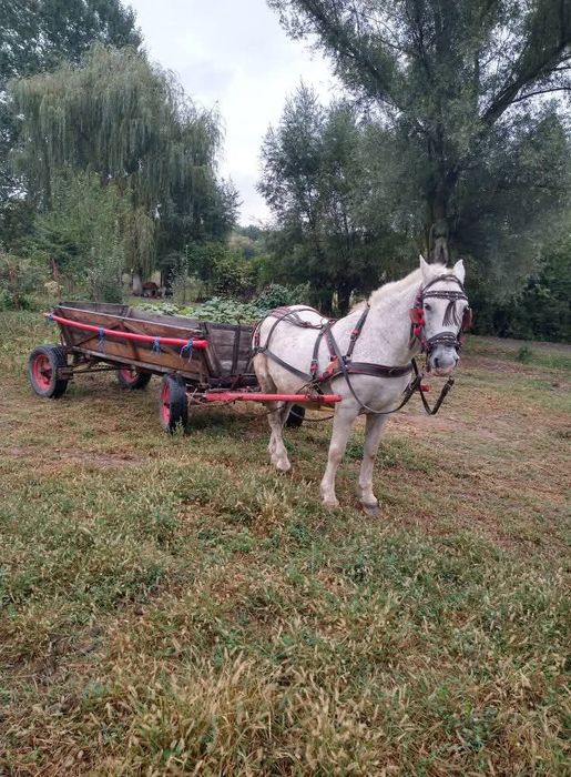 Căruță Pt Tractor Puternică sau Caii