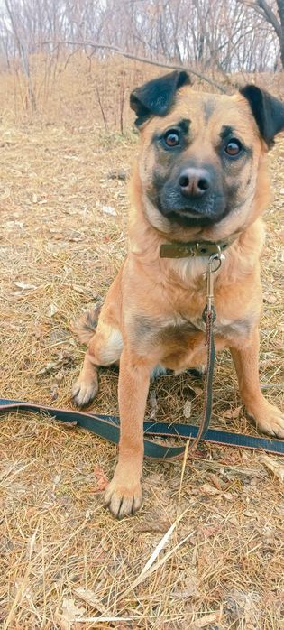 Собака в свой дом