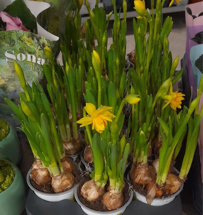 Продам нарциссы в горшках луковичные