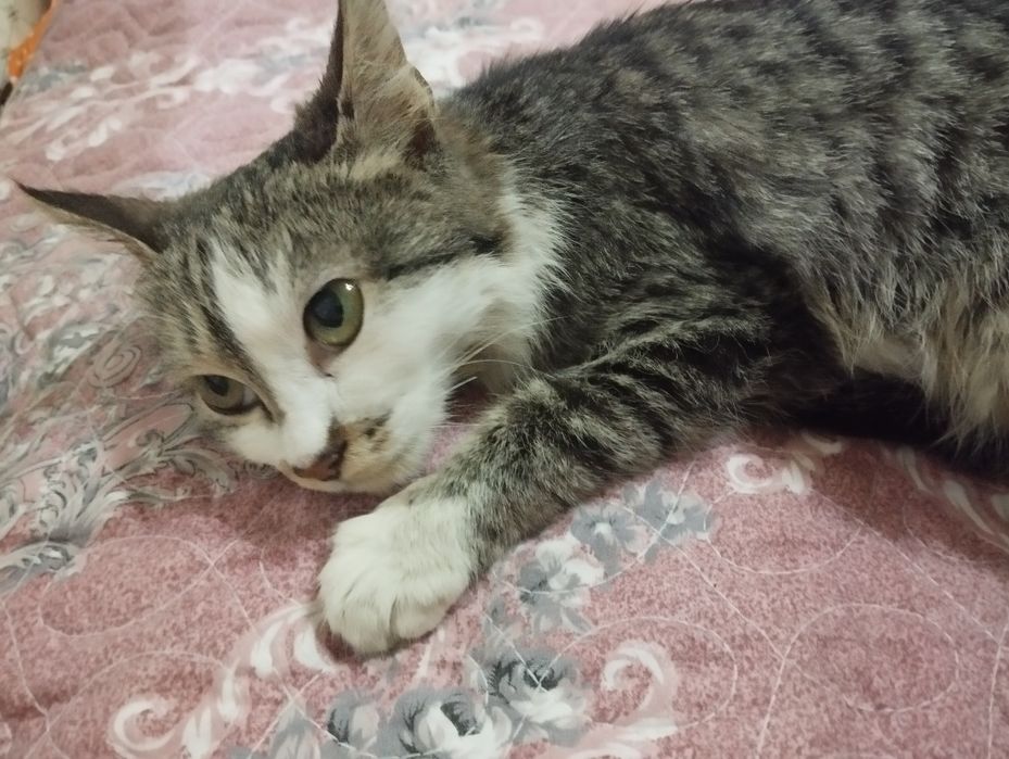 Бесплатно котенок